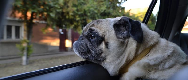 vacances avec son chien camping bel air pornichet
