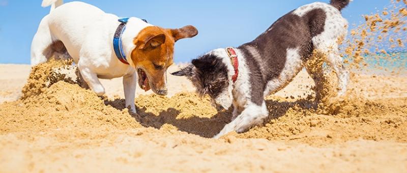 vacances avec son chien camping bel air pornichet